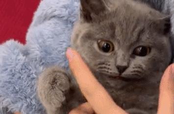 猫咪身上有个神奇的开关,猫咪身上的神秘开关