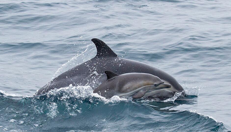 世界上最快的动物排行榜：阿猫阿狗都敌不过它们！