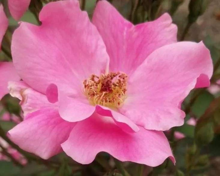 月季品种醉花,月季品种大全及图片欣赏