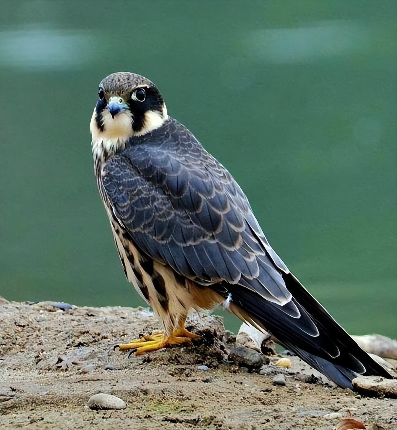 大学生掏鸟窝被判十年半的真相,大学生掏鸟窝被判10年徒刑后续