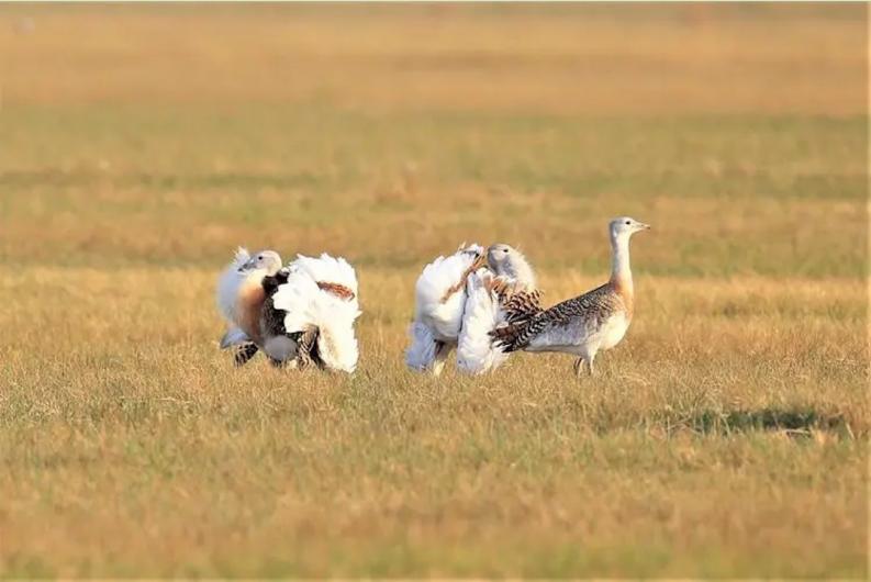 为何*楼青**老板娘叫*鸨老**？鸨能和所有鸟交配，真的是“万鸟之妻”？