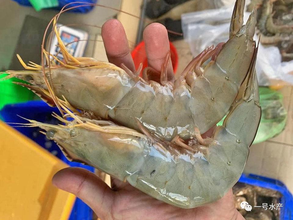 养虾100%成功,养虾30天视频