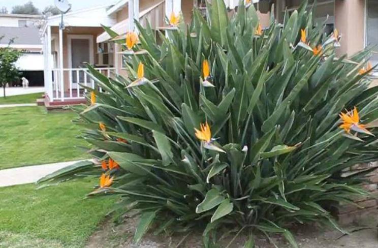 客厅买什么花放最好风水旺,客厅摆什么花容易招财运