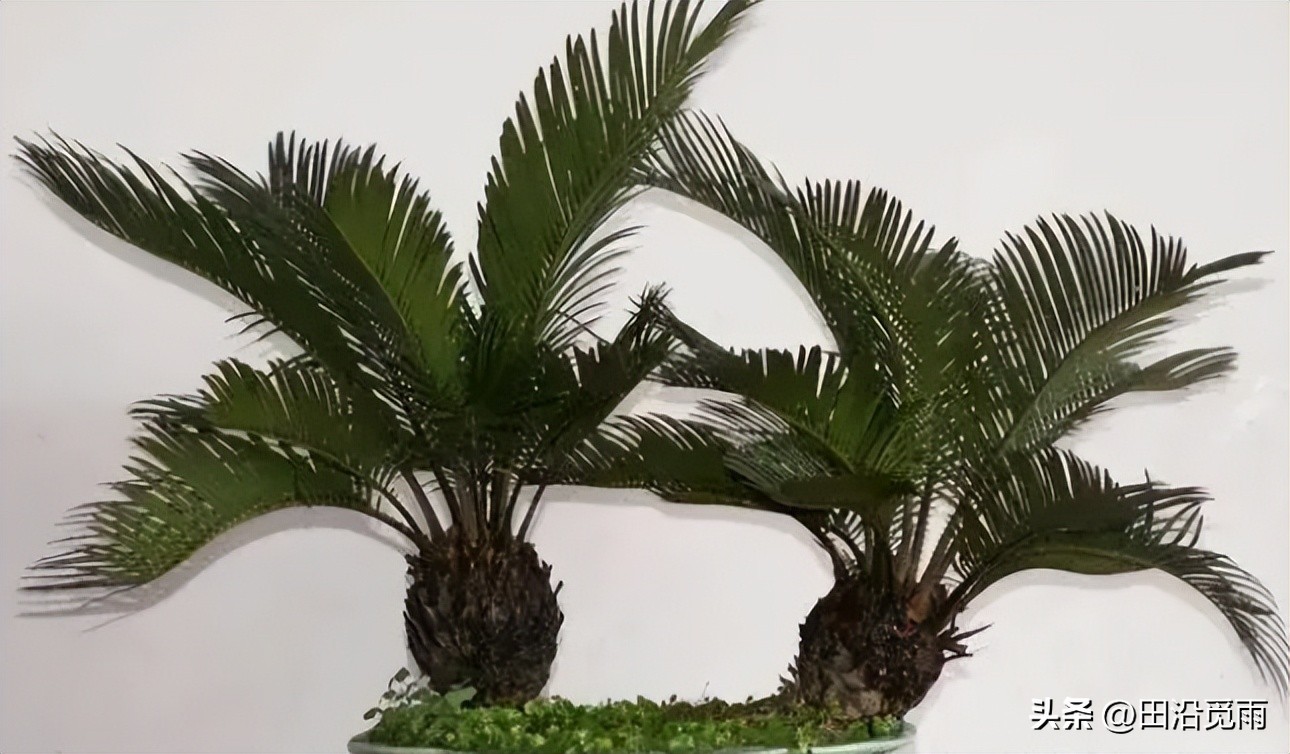 铁树烂根黄叶怎么办,铁树盆景为啥黄叶