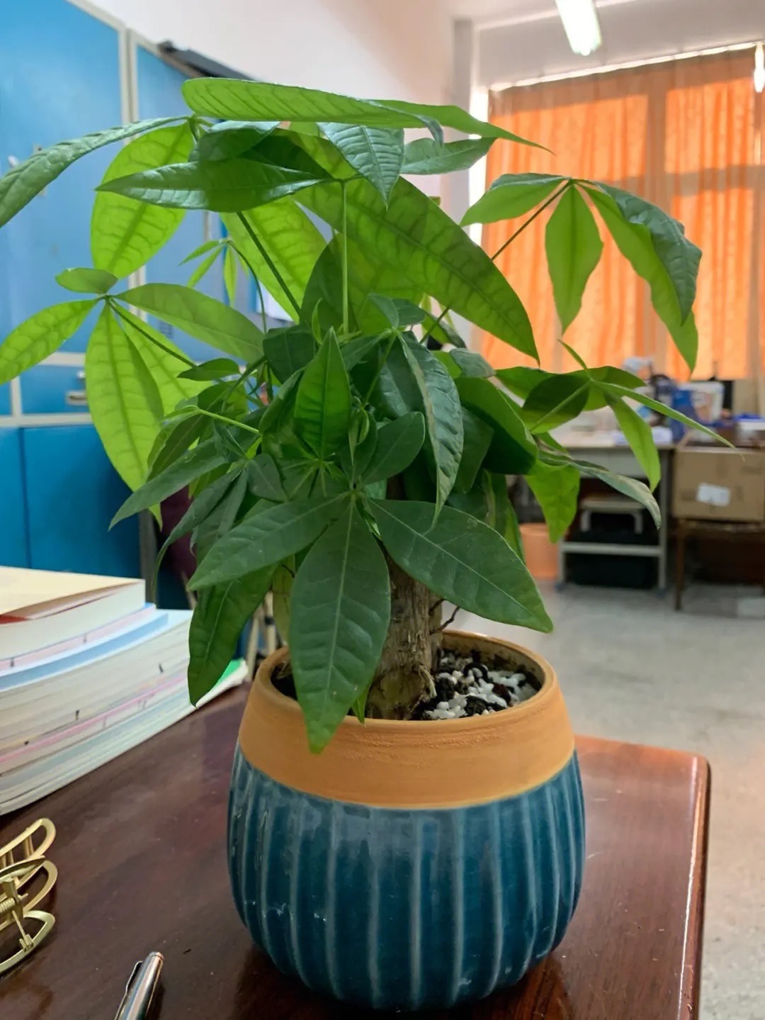 客厅最旺财的4种树,客厅种什么绿植最佳风水好