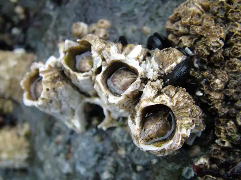 在浙江吃藤壶，还以为吞了个鬼手