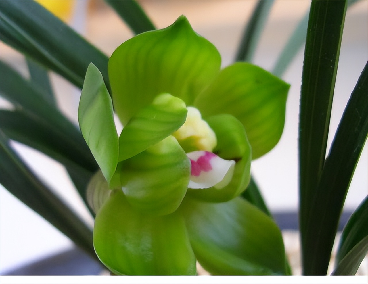 春兰绿云兰花,绿云春兰浓香型兰花