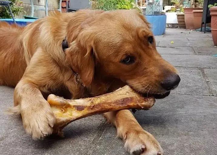 每天都喂狗不健康的食物,这五种食物一定要远离狗