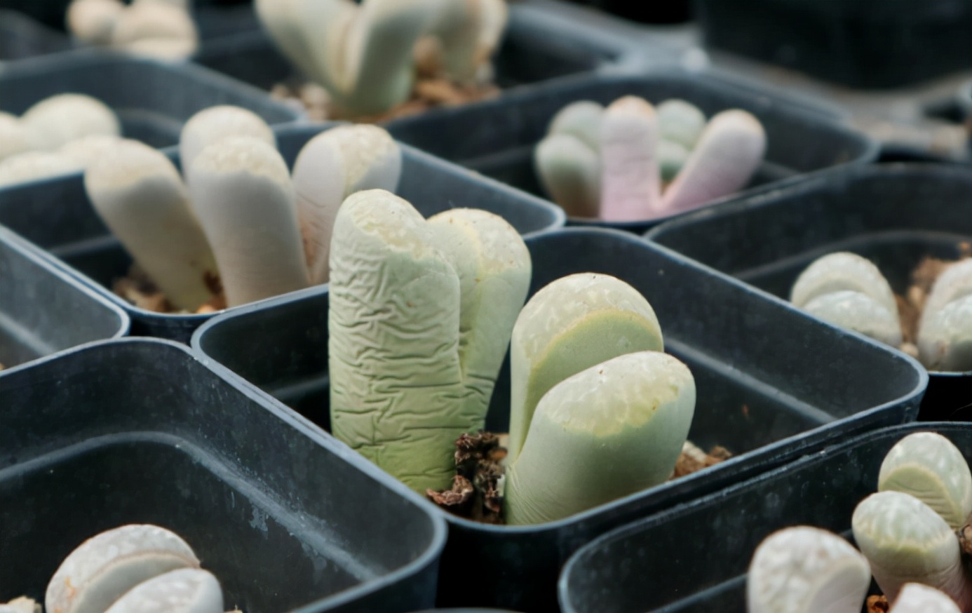 被奉为“顶配”的多肉石生花，光照片好看，入手就后悔，太丑