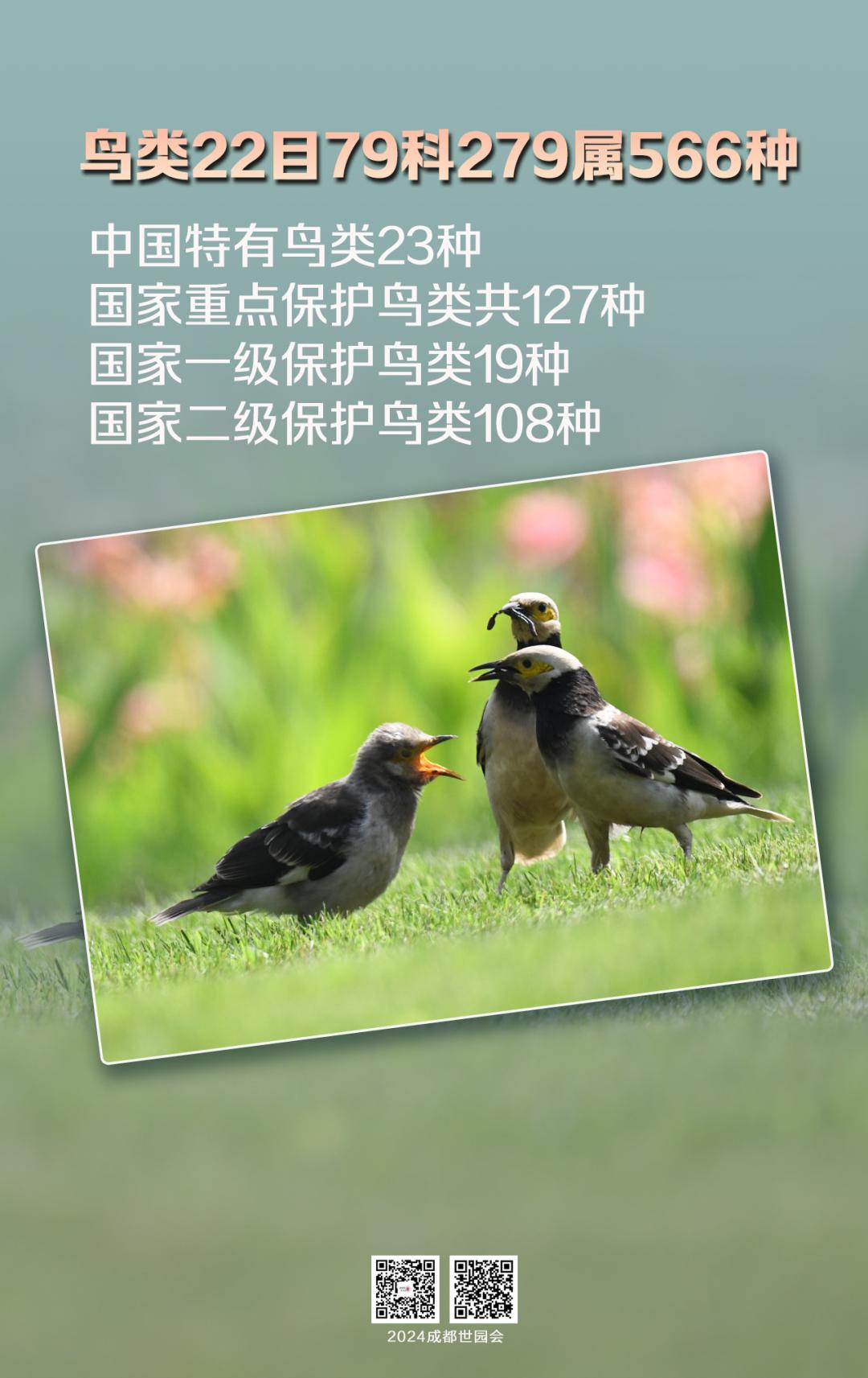 来认识长在石头上的植物,成都有哪些生物