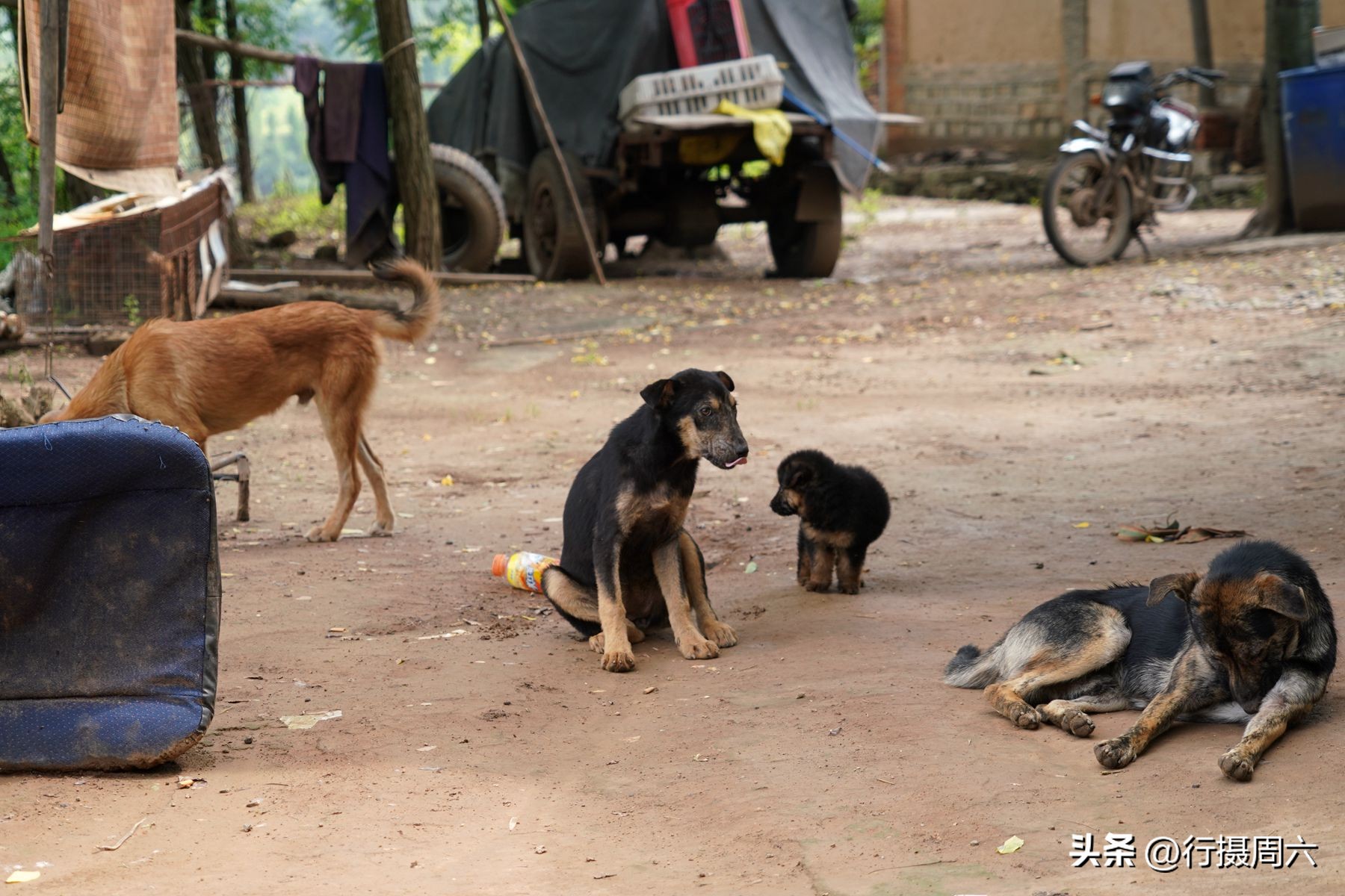山村兄弟二人搭伙养羊，分配方法奇特，弟弟每年能分8只羊