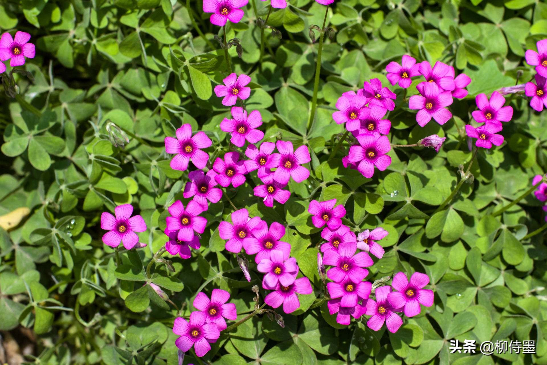 花朵唯美拍照,花朵如何拍摄唯美