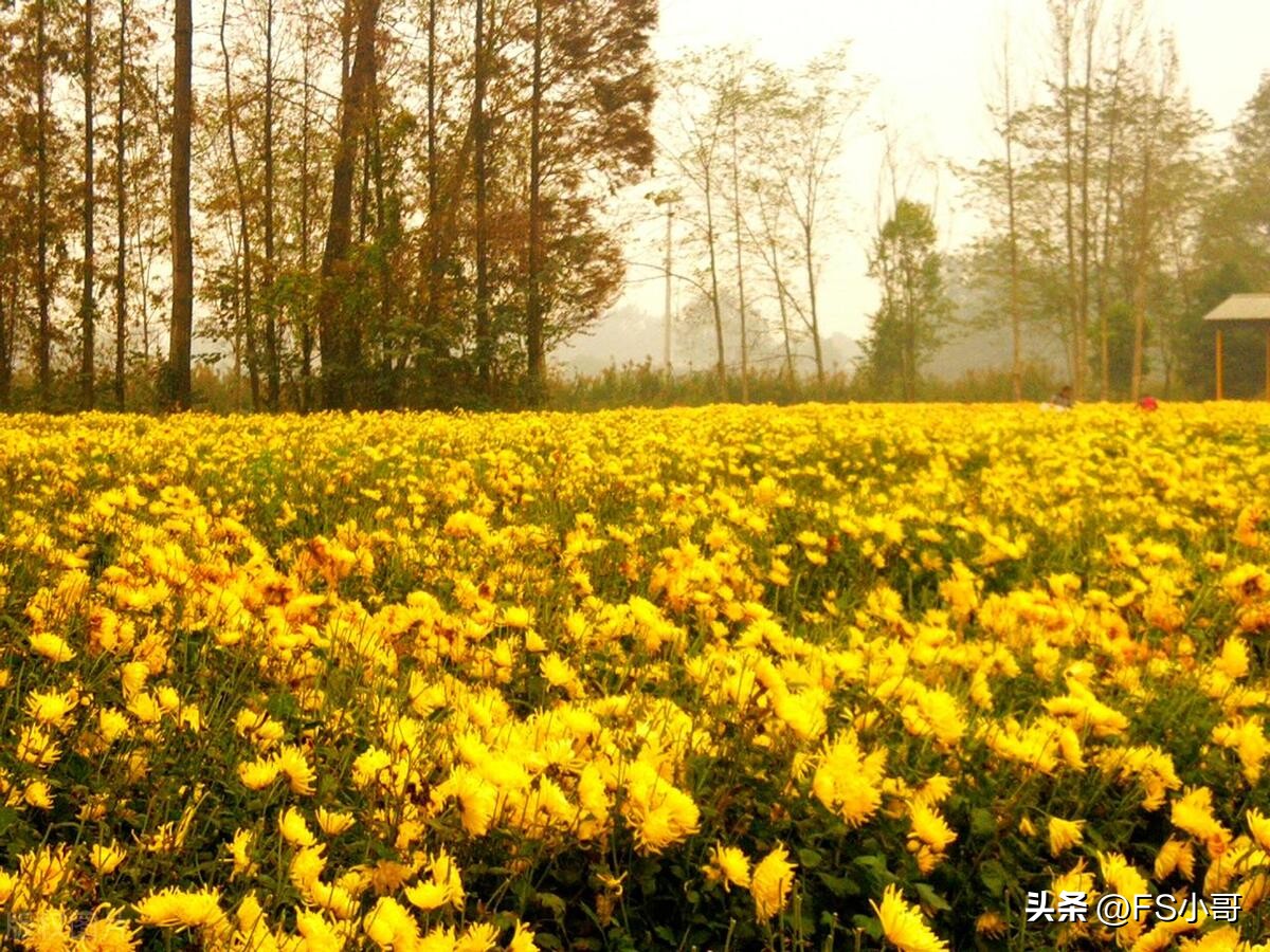 比利时杜鹃、非洲紫罗兰“洋花”遍地开花，“顺菊”何时再灿烂？