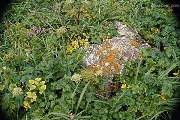 地衣植物,地衣附生植物