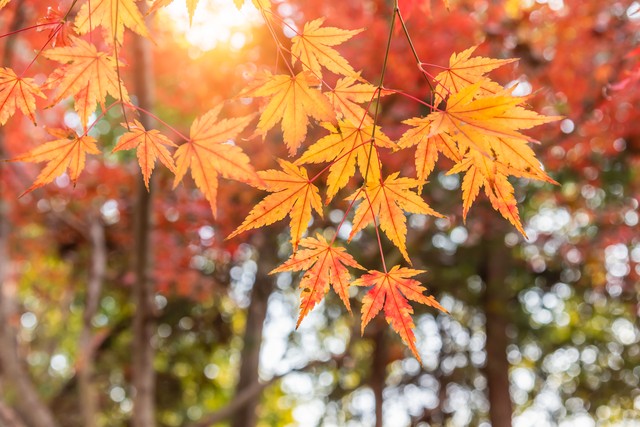 写事情作文欣赏,欣赏作文五年级