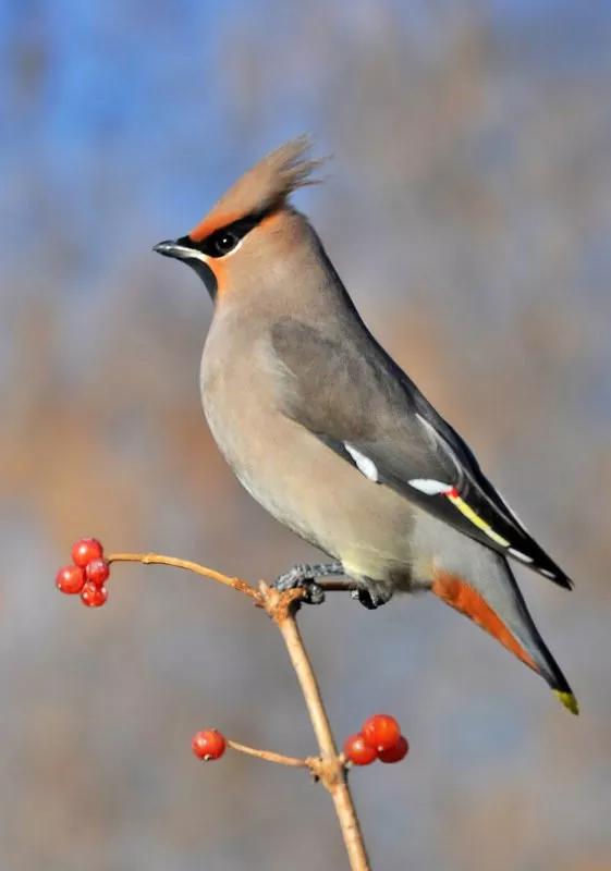 太平鸟图片大鸟,太平鸟图片大全高清壁纸