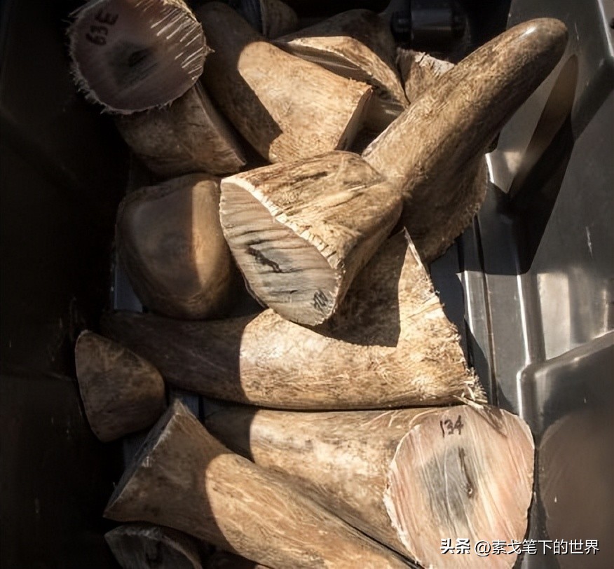 收入水平影响犀牛角消费偏好:野生与半野生犀牛角更受青睐