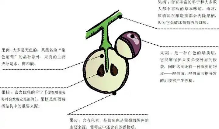 如何用酒葡萄制作葡萄酒,制作葡萄酒的全部过程