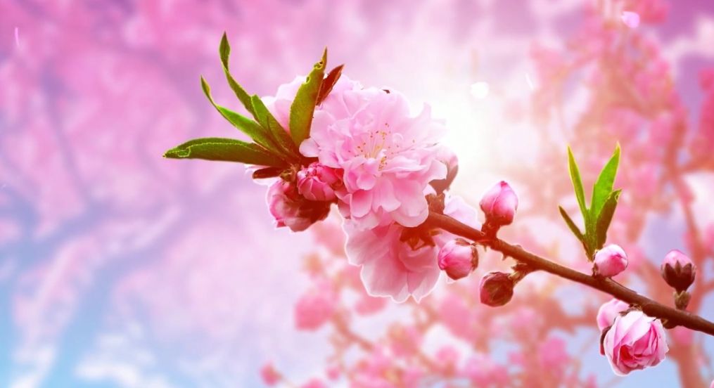 8首浪漫桃花诗词,三十六首经典桃花诗词