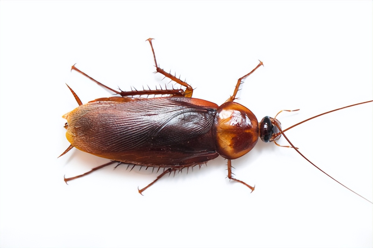 办公室蟑螂怎么正确消灭最彻底,家里最近有蟑螂怎么能彻底消灭