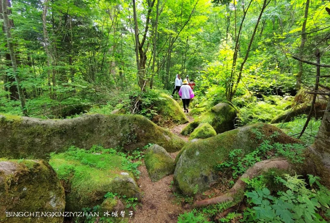 火山口国家森林公园与地下森林,清凉度夏探秘地下森林