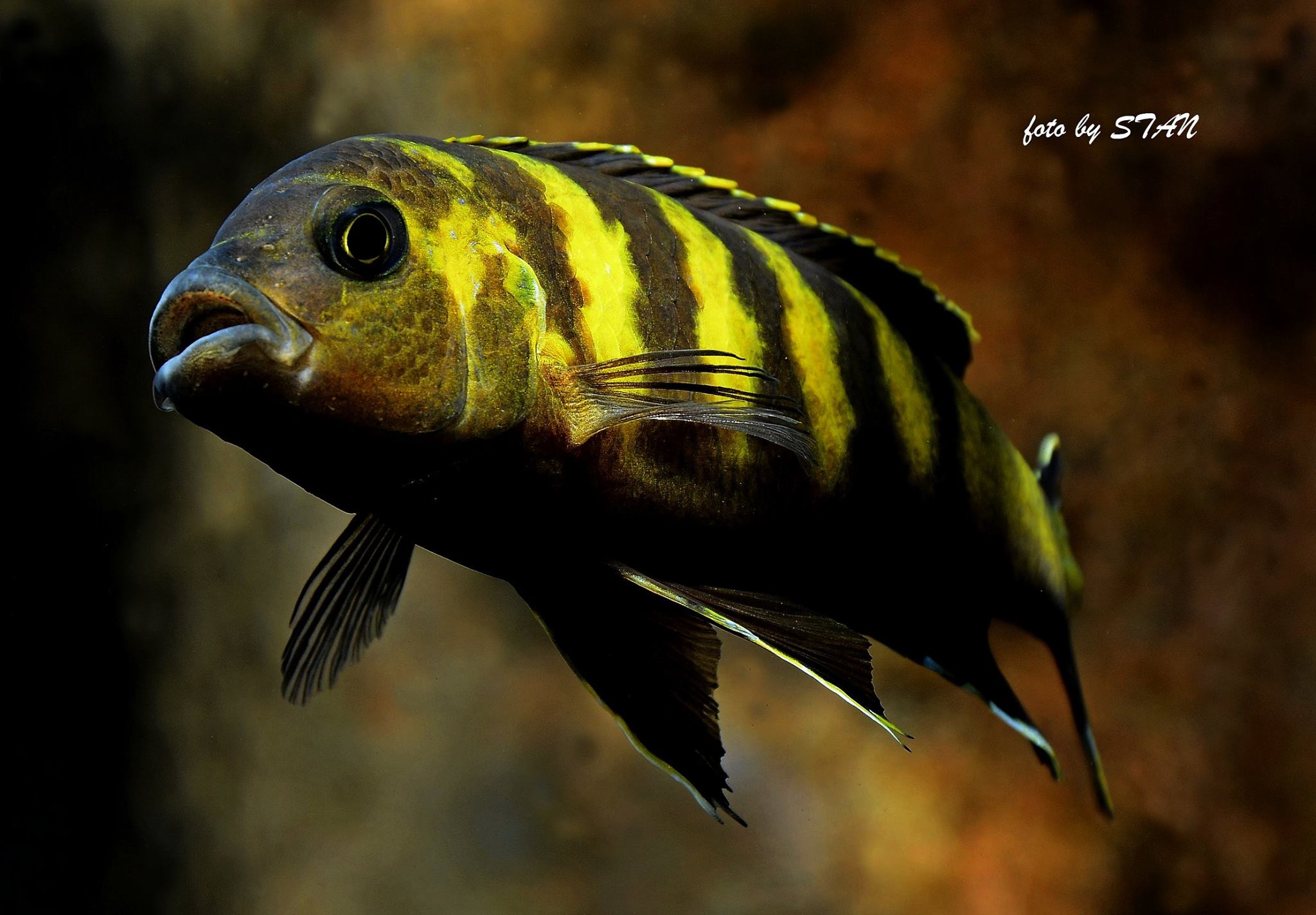 三湖慈鲷三湖到底哪个最好看,三湖慈鲷和三湖杂鲷可以混养吗