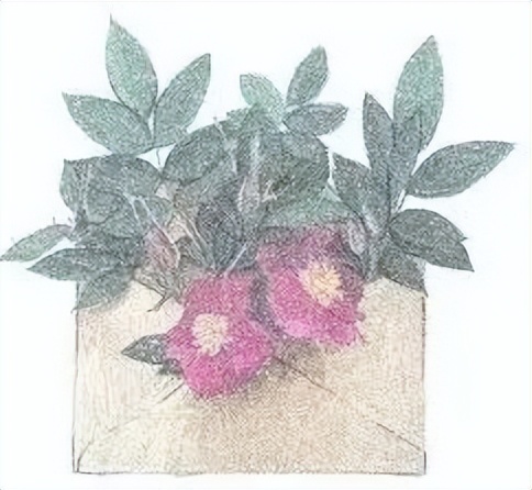 红叶蛋糕图片大全,红叶蛋糕生日蛋糕价格