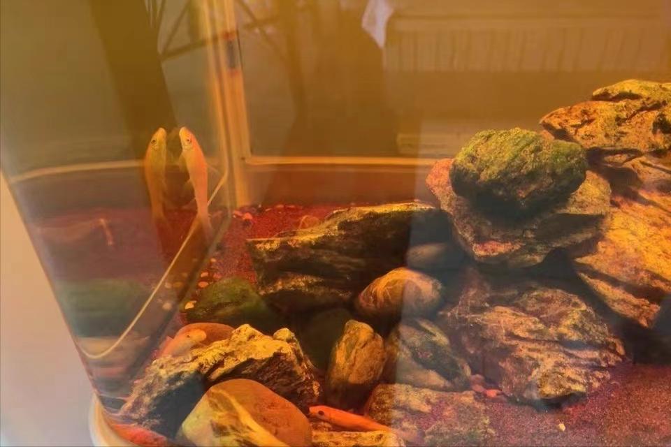 用河沙过滤可以解决鱼缸黄水吗,用土霉素鱼缸黄水了需要处理吗