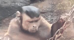 鏂硅劯鐚村瓙妯′豢浜虹殑琛ㄦ儏,鎾炶劯鏂硅劯鐚村瓙鐨勫コ缃戠孩