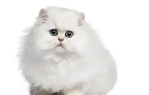 可爱的小猫优秀作品欣赏（二）