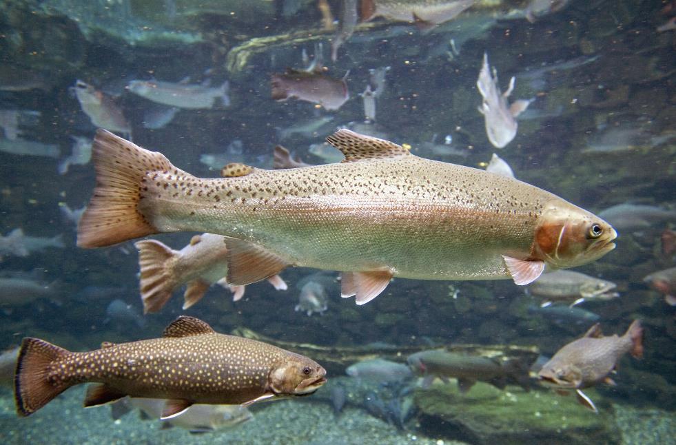 帝国的厨房：揭开奥斯曼帝国“御膳房”不为人知的内幕