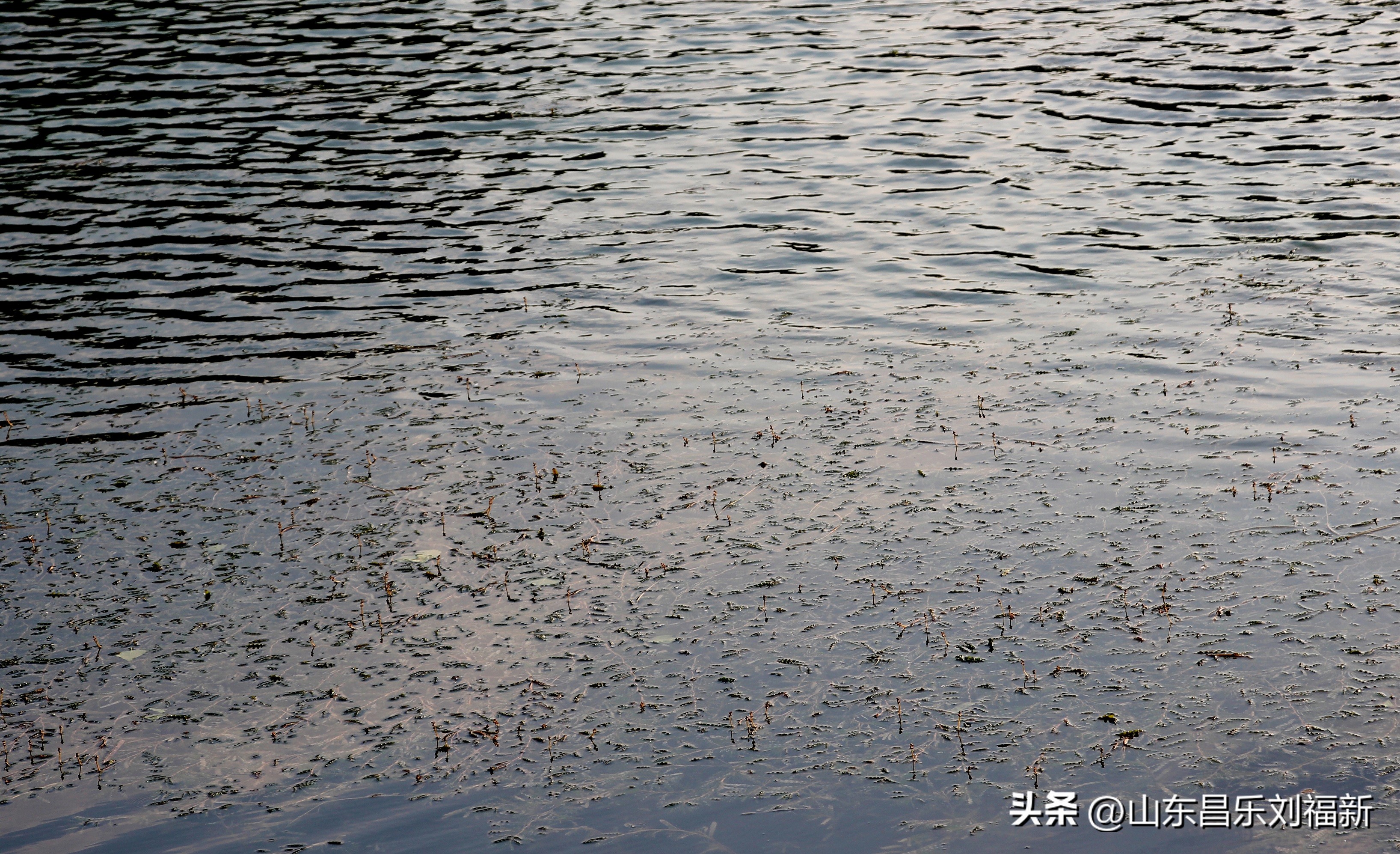 洋槐花·万马奔腾电器·鄌郚医院贴膏药