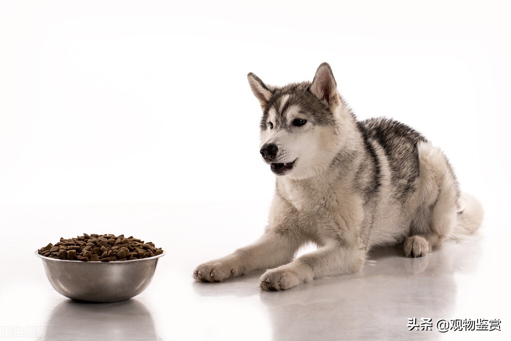 狗狗反群不吃不喝怎么办,狗狗得了细小不吃不喝能扛几天