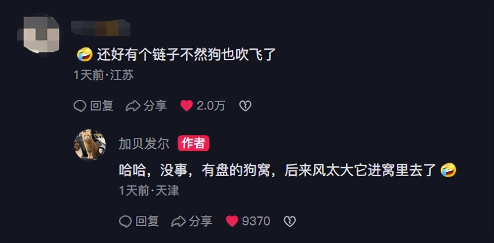 柴犬笑死,笑死人的柴犬视频