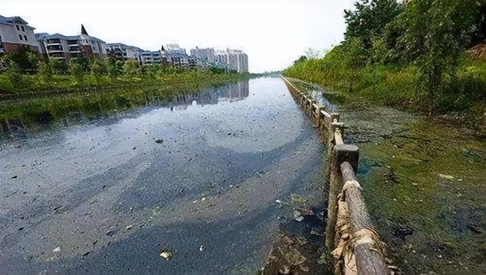 一晚赚上万元臭水沟里的红虫,臭水沟里的红虫一斤多少钱