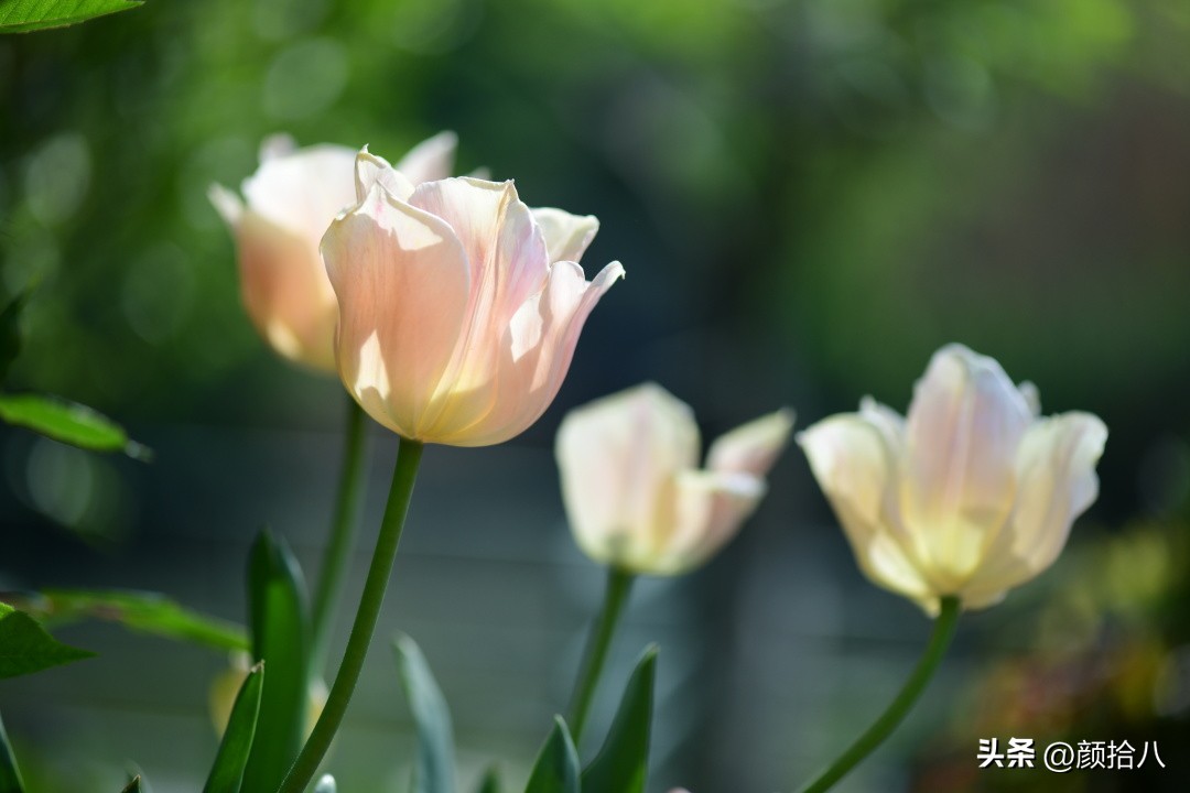 盘点今年河马花园里最美的几款郁金香|园丁