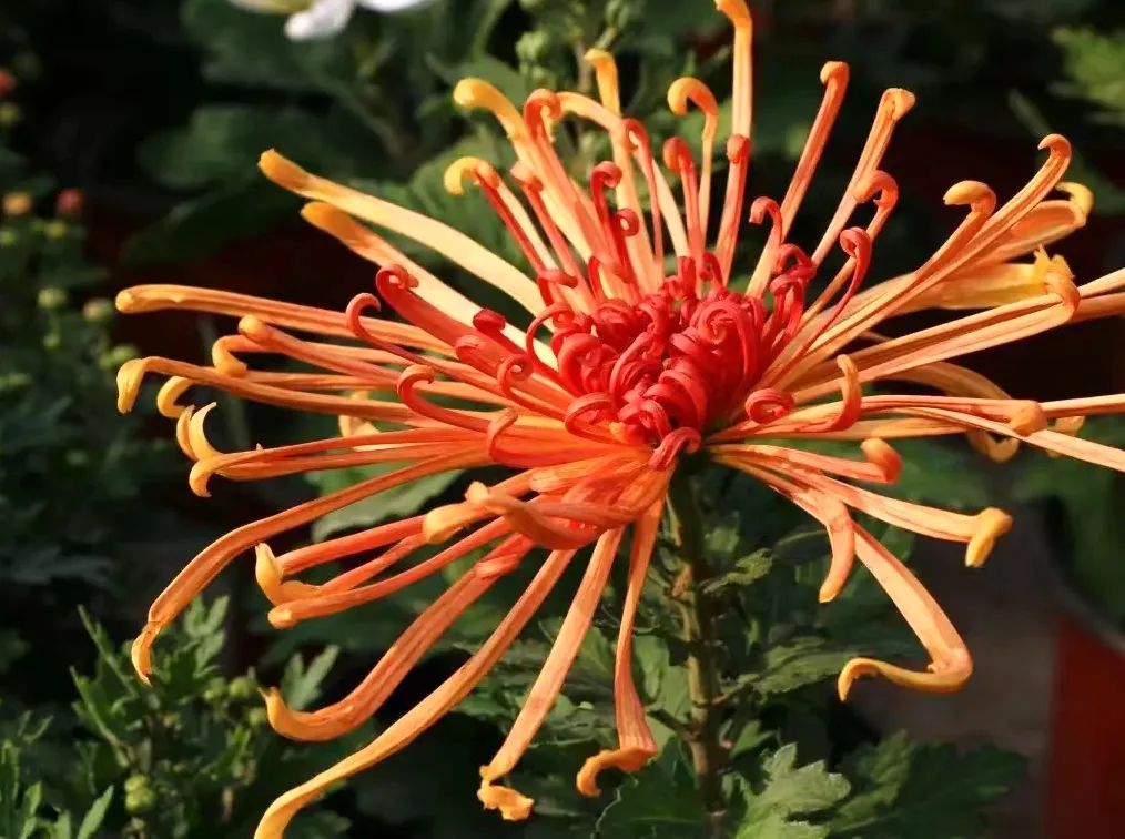 秋天军营风景,军营秋天