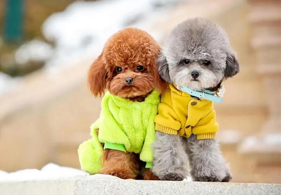 泰迪狗狗的说说,想狗狗的心情说说