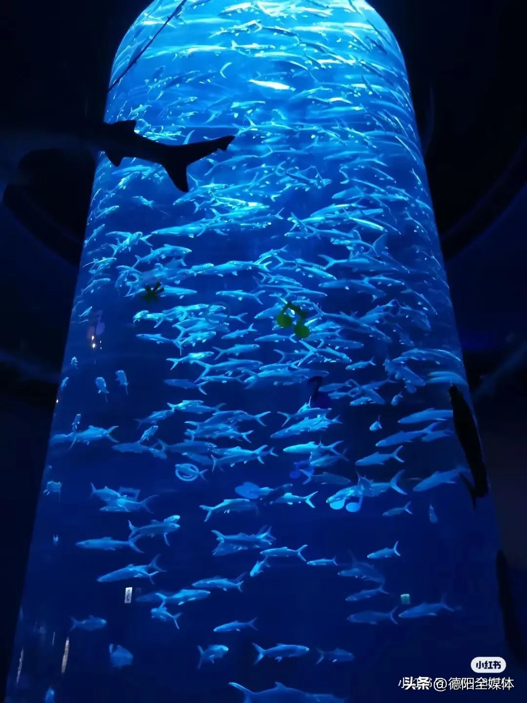 从成都坐动车去香港,顺德乘坐高铁去香港