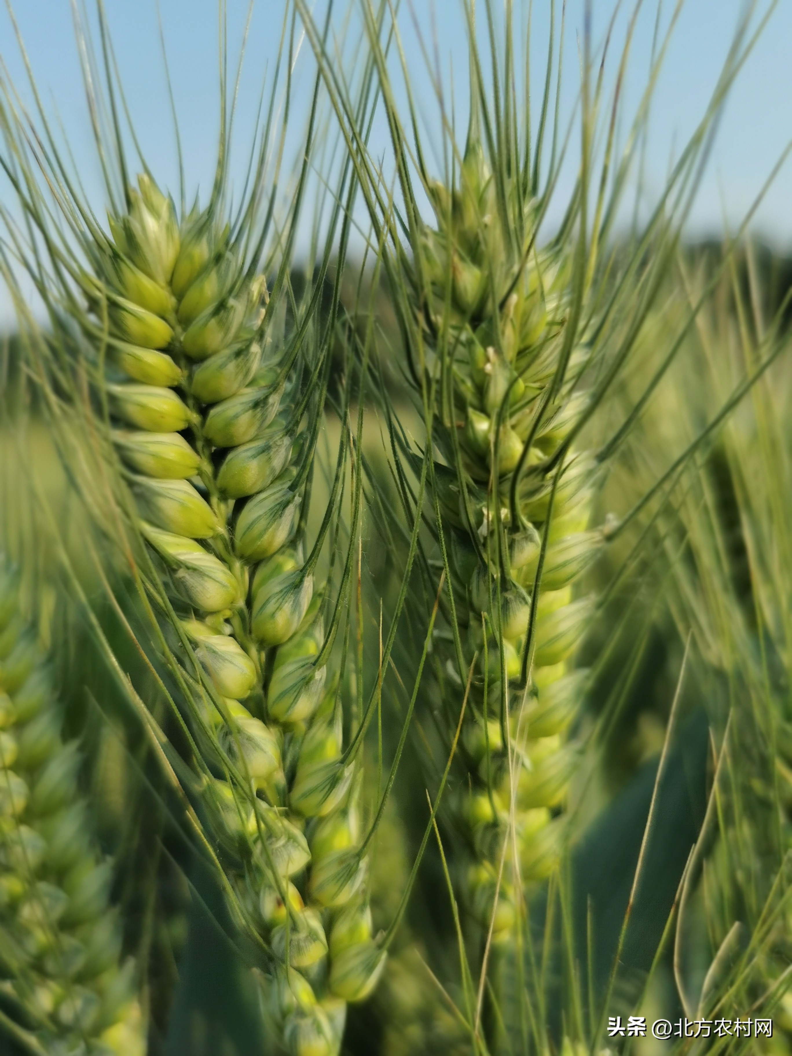 适合河南大穗小麦品种大全,适合河南南部种植小麦种子排行榜