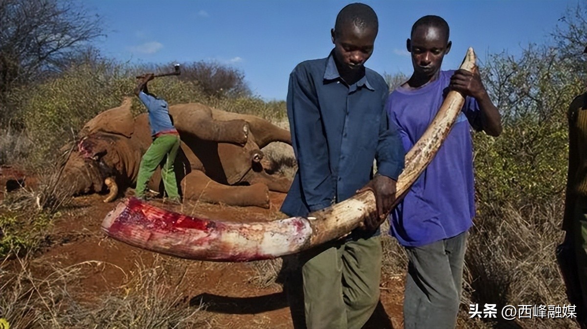 为什么取象牙必须杀死大象,大象为什么割掉象牙就死了