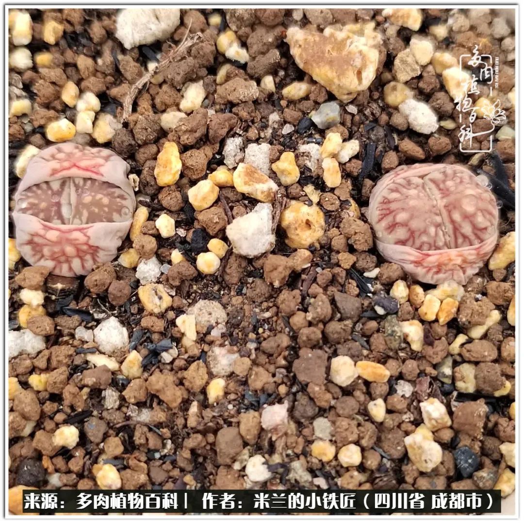 生石花好养吗怎么养护的,生石花的养殖方法和注意事项