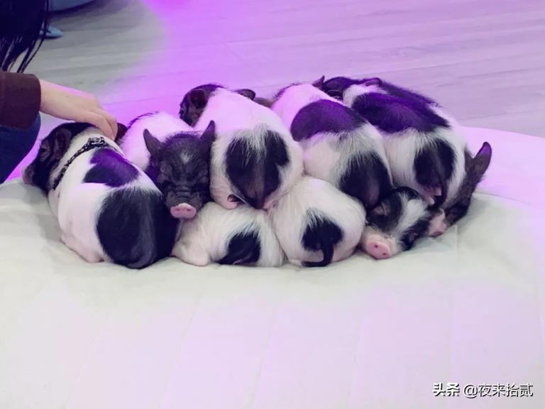 网友打卡日本迷你猪咖，这也太可爱了吧