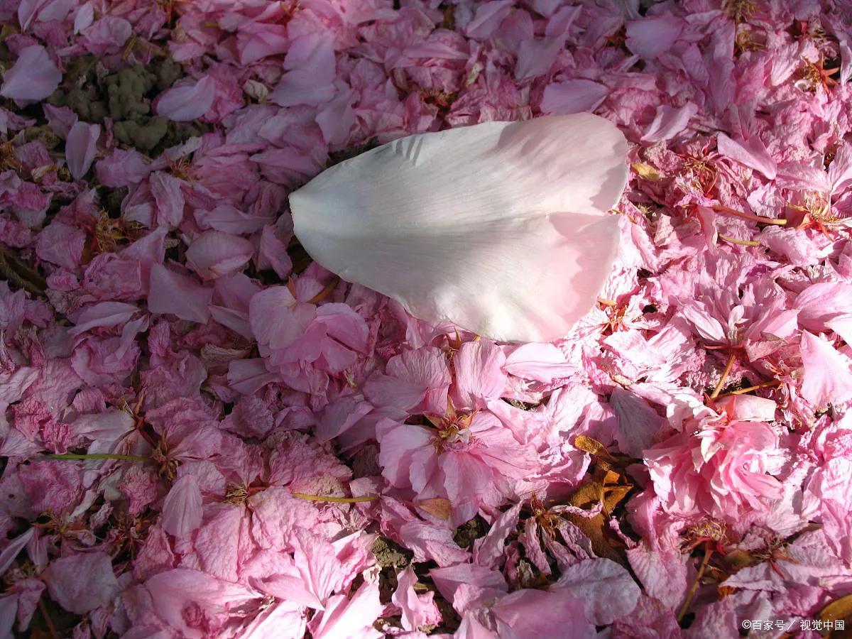 落英缤纷文章,有感于的意思