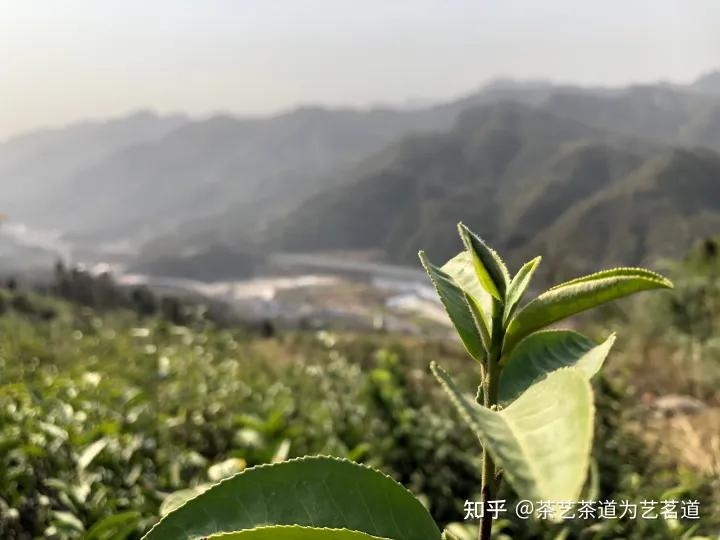 一份穿越千年的合同