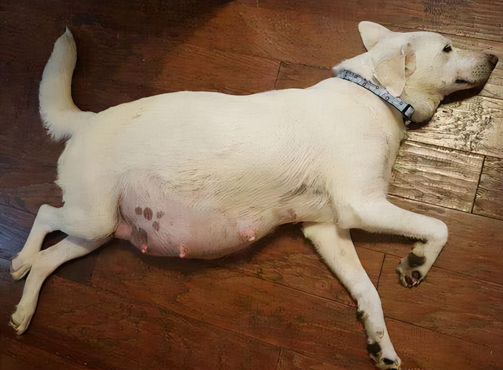 狗狗交配不能随便打断，后果很严重