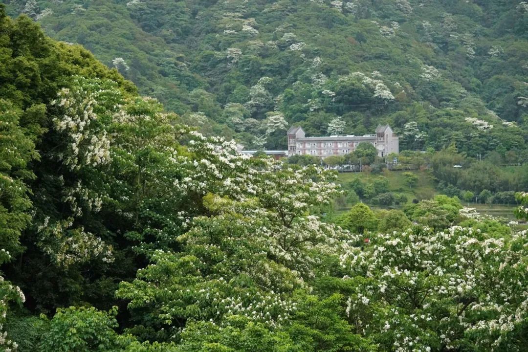 楠溪油桐花如雪图片,油桐花开与气候