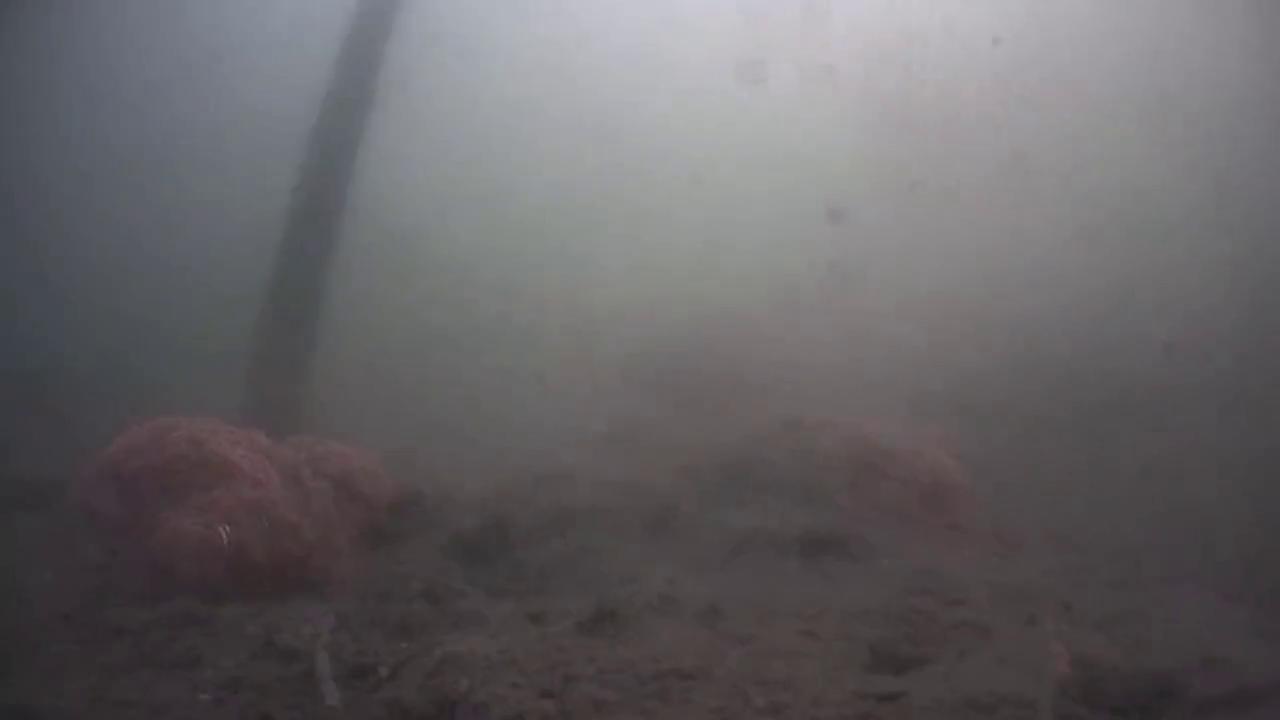 天元鲫pk蓝鲫水底视频,天元鲫pk深海元素