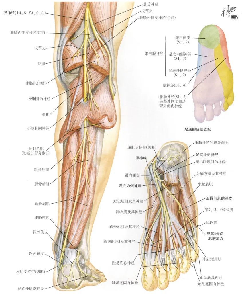 脊神经支配区域解剖图简图,脊神经及其分支的支配范围
