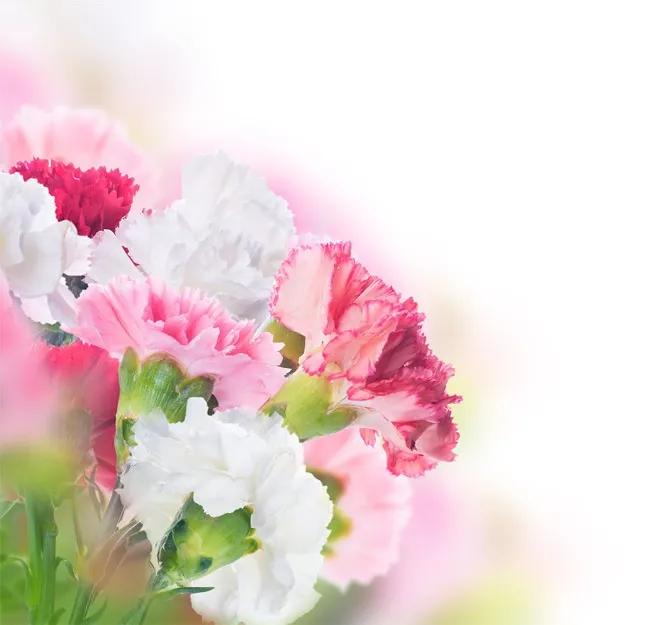 康乃馨花束壁纸,康乃馨壁纸手机超清全面屏